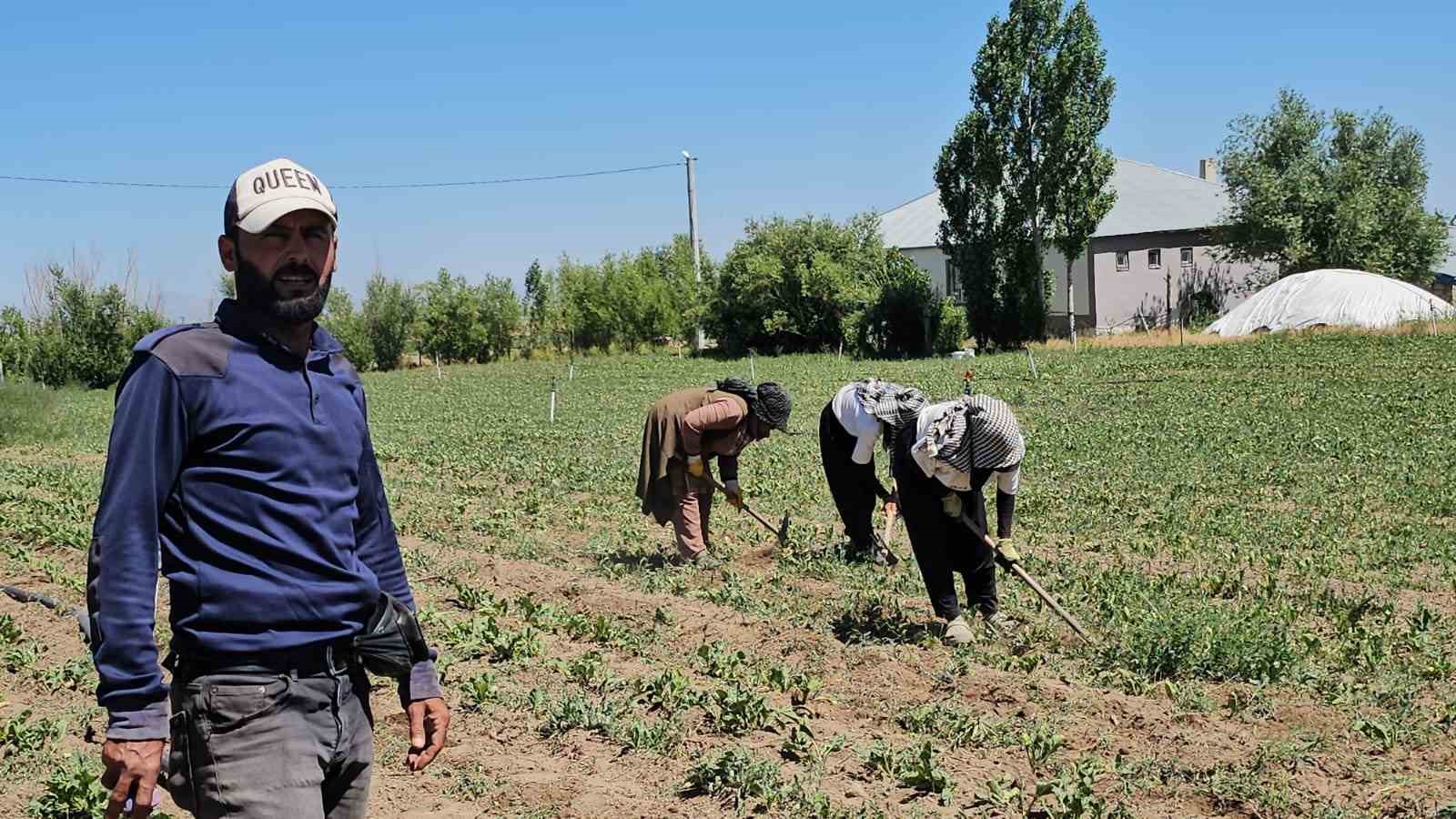 Adilcevaz’da kavurucu sıcakta ekmek parası mücadelesi