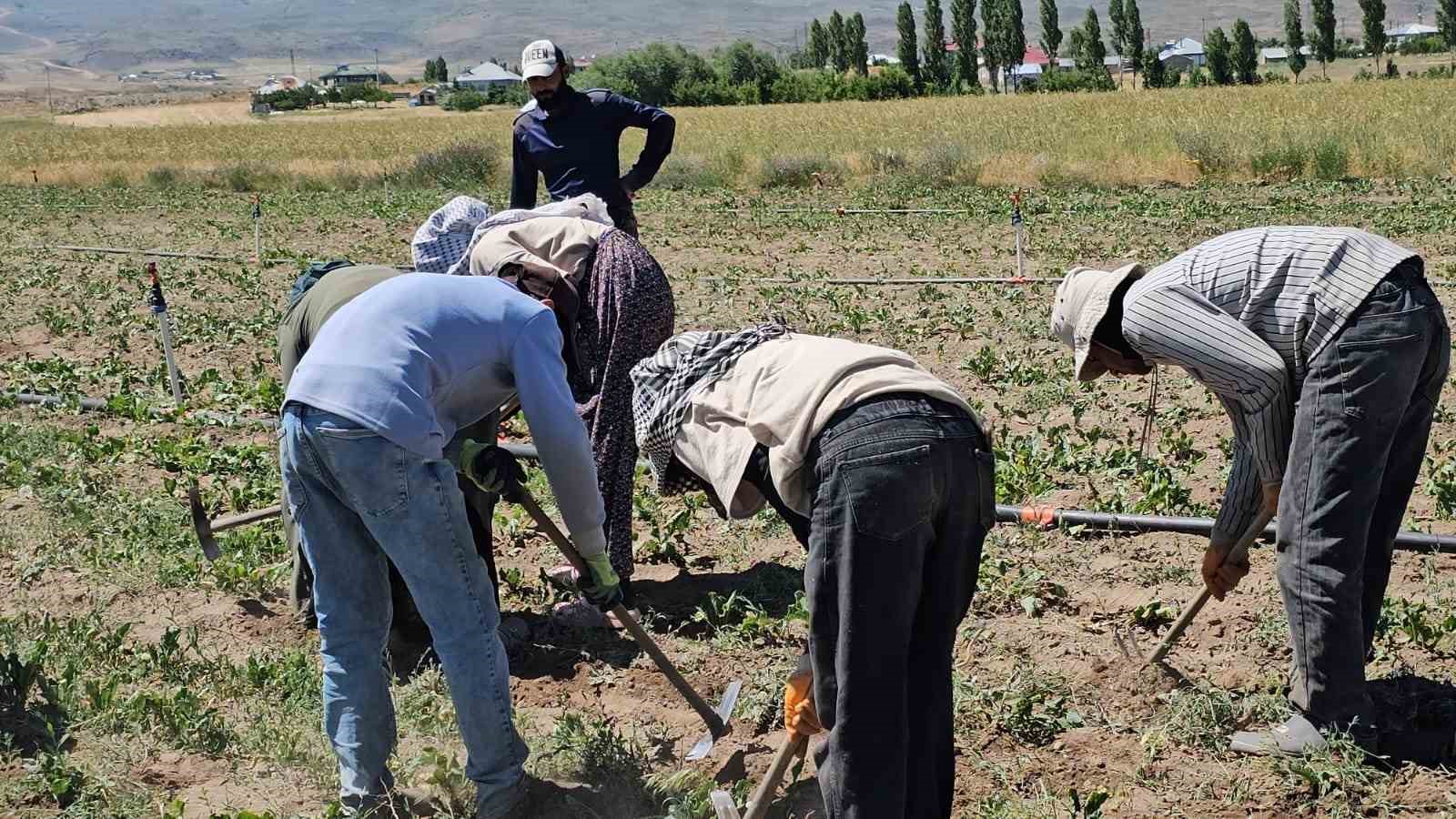 Adilcevaz’da kavurucu sıcakta ekmek parası mücadelesi