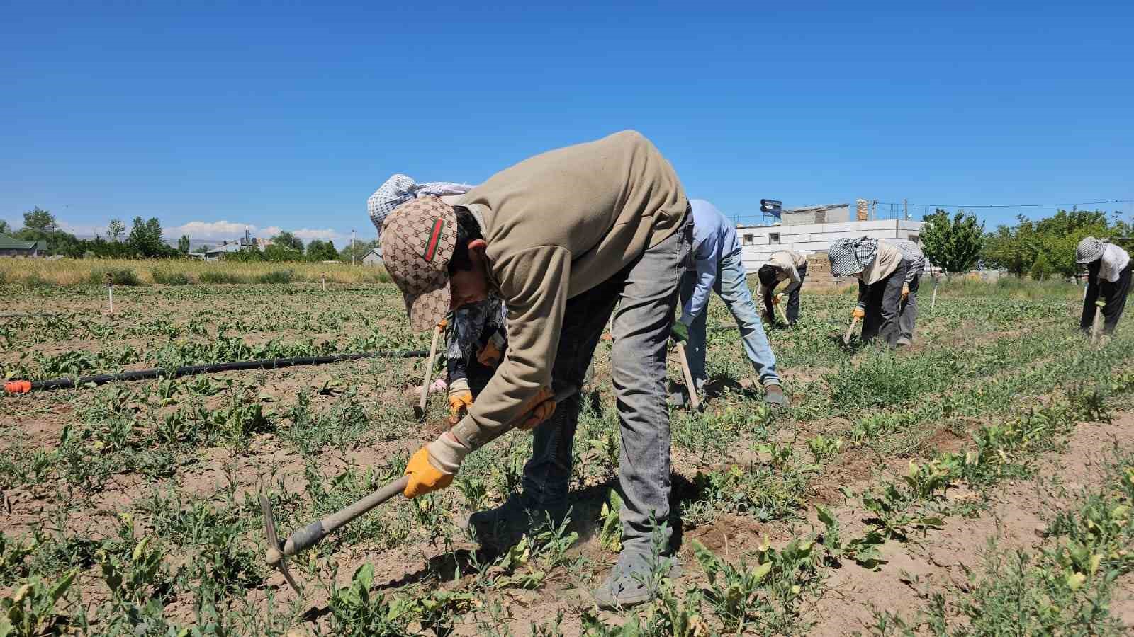 Adilcevaz’da kavurucu sıcakta ekmek parası mücadelesi
