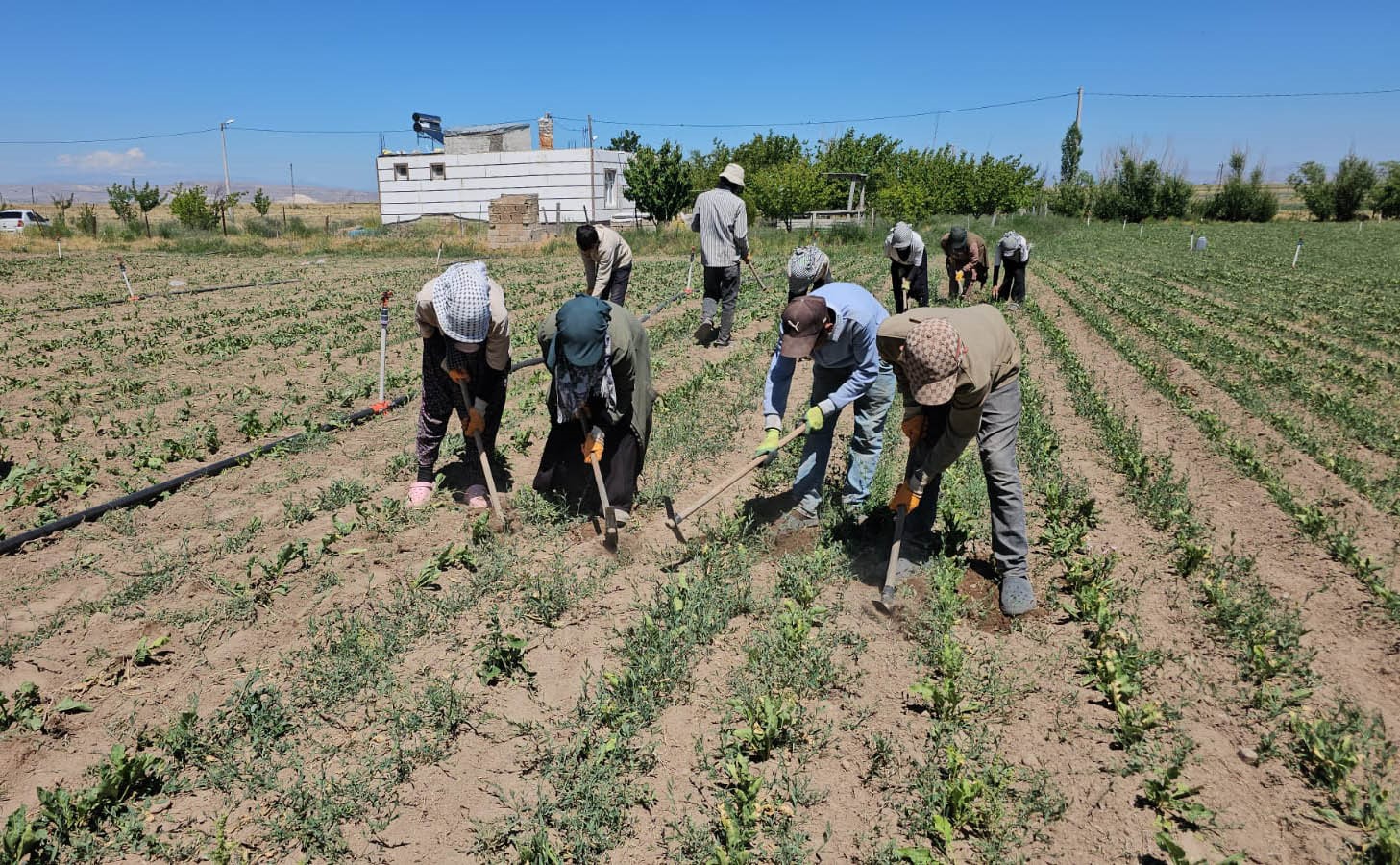 Adilcevaz’da kavurucu sıcakta ekmek parası mücadelesi