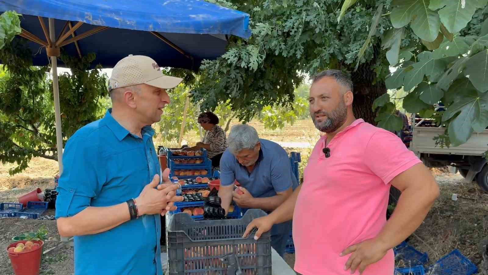 Bursa şeftalisinde hasat başladı