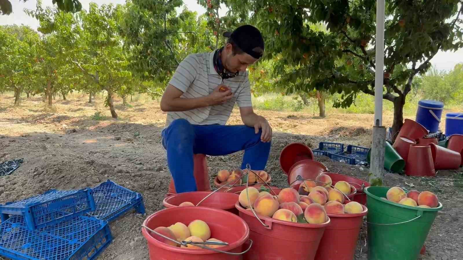 Bursa şeftalisinde hasat başladı