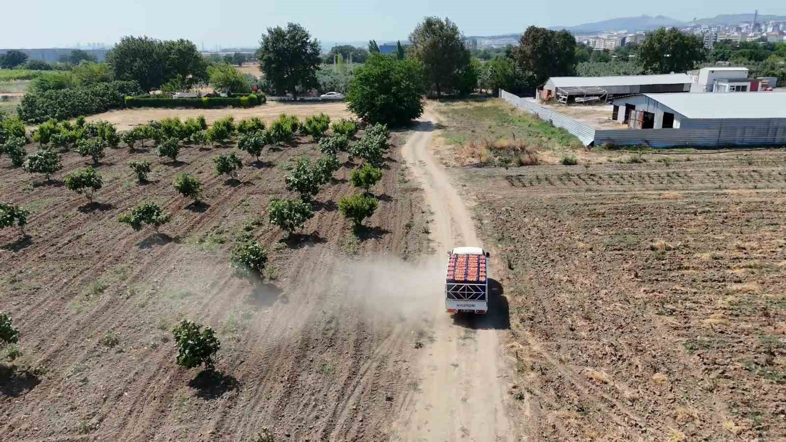 Bursa şeftalisinde hasat başladı