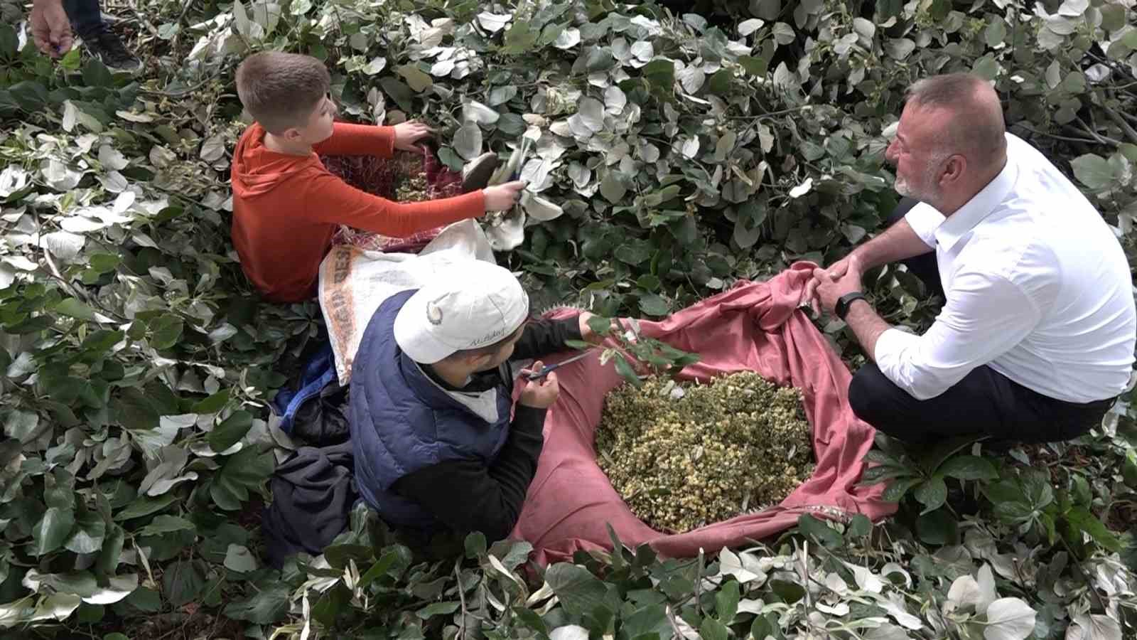 Kilosu ormanda 3 bin lirayı buluyor...Ihlamur ormanlarında ölümüne cesaret