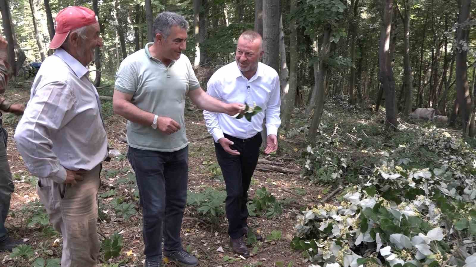 Kilosu ormanda 3 bin lirayı buluyor...Ihlamur ormanlarında ölümüne cesaret