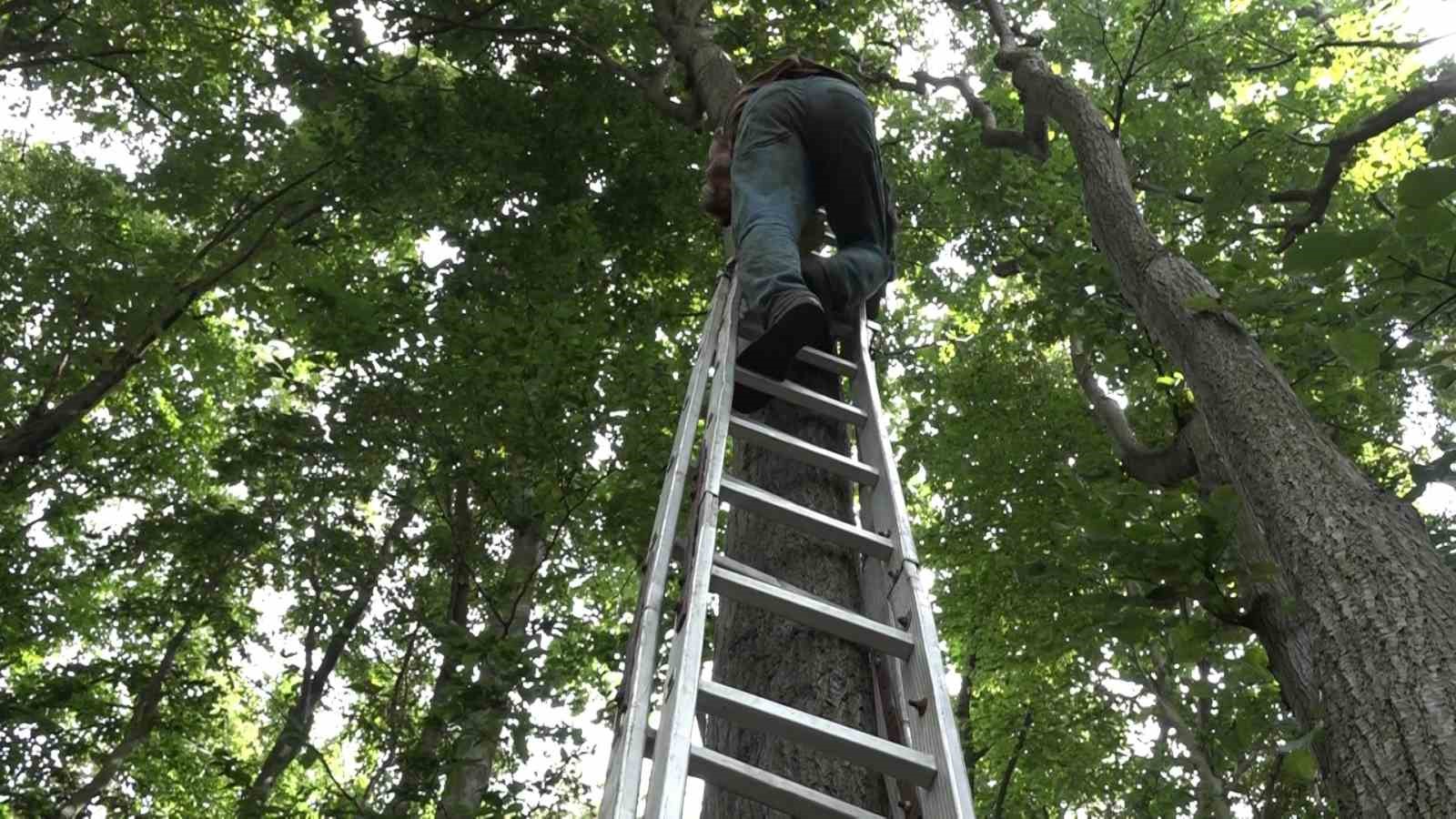 Kilosu ormanda 3 bin lirayı buluyor...Ihlamur ormanlarında ölümüne cesaret