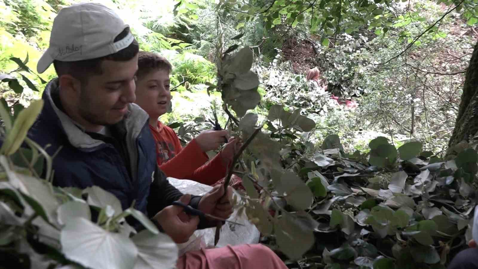 Kilosu ormanda 3 bin lirayı buluyor...Ihlamur ormanlarında ölümüne cesaret