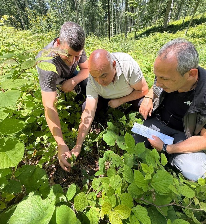 Düzce’de ormanlarda gençlik bakım çalışmaları sürüyor