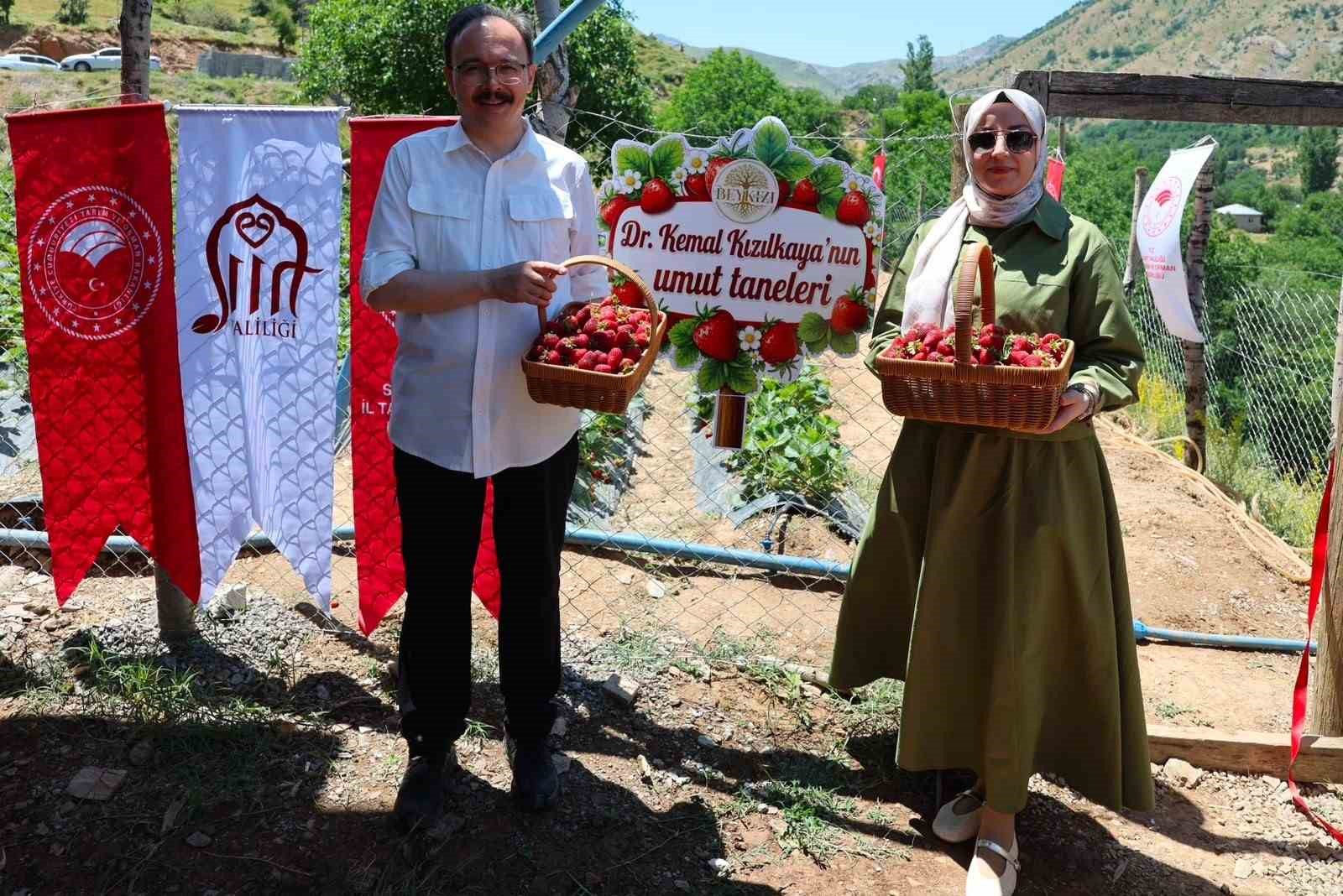 Siirt’te çilek hasadı