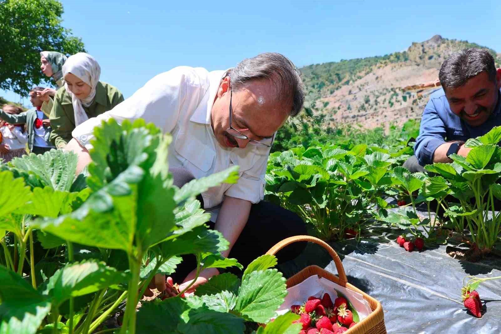 Siirt’te çilek hasadı