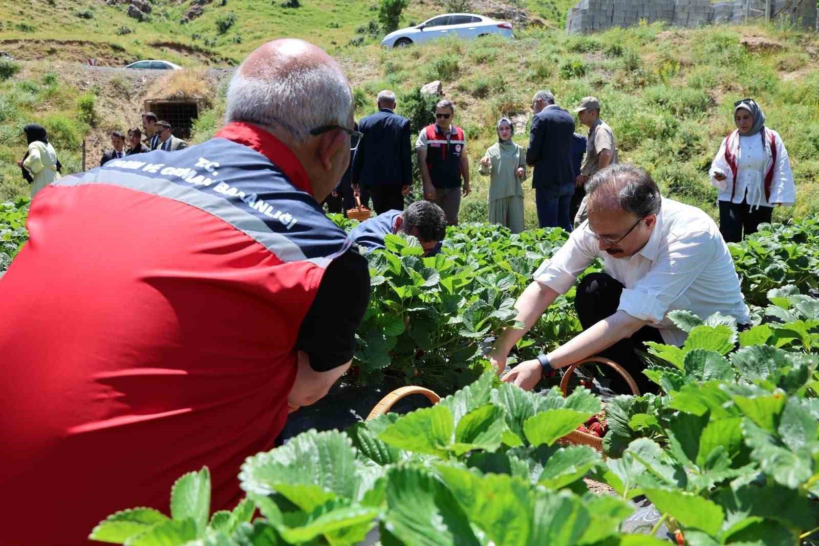 Siirt’te çilek hasadı