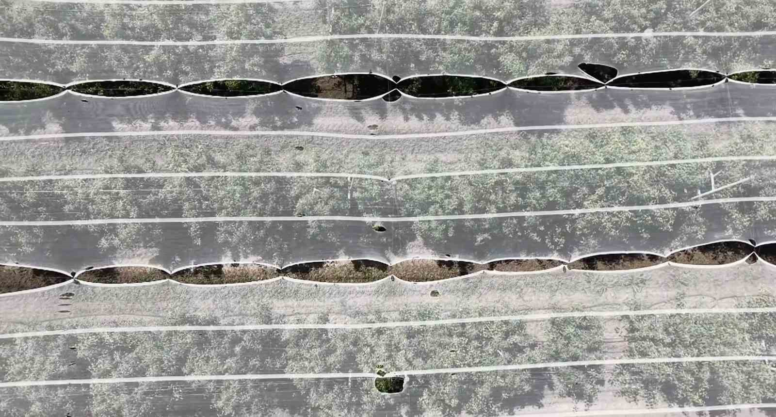 Bursa çiftçisi armut ve şeftalisini doludan fileyle koruyor