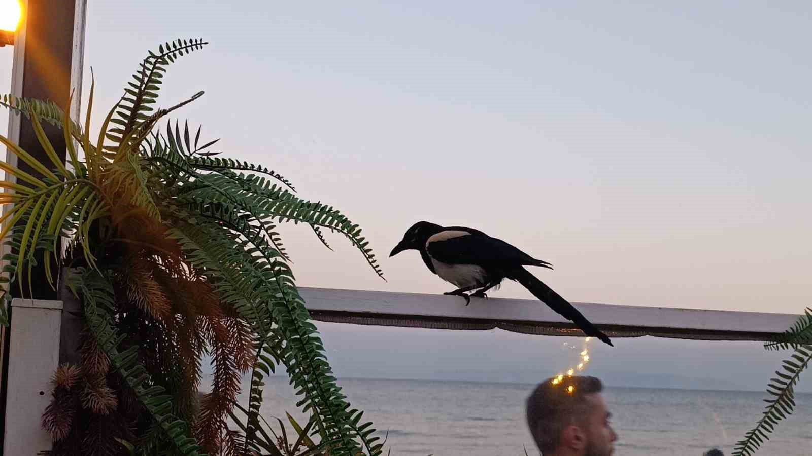 Sevimli saksağan Tekirdağlıların maskotu haline geldi