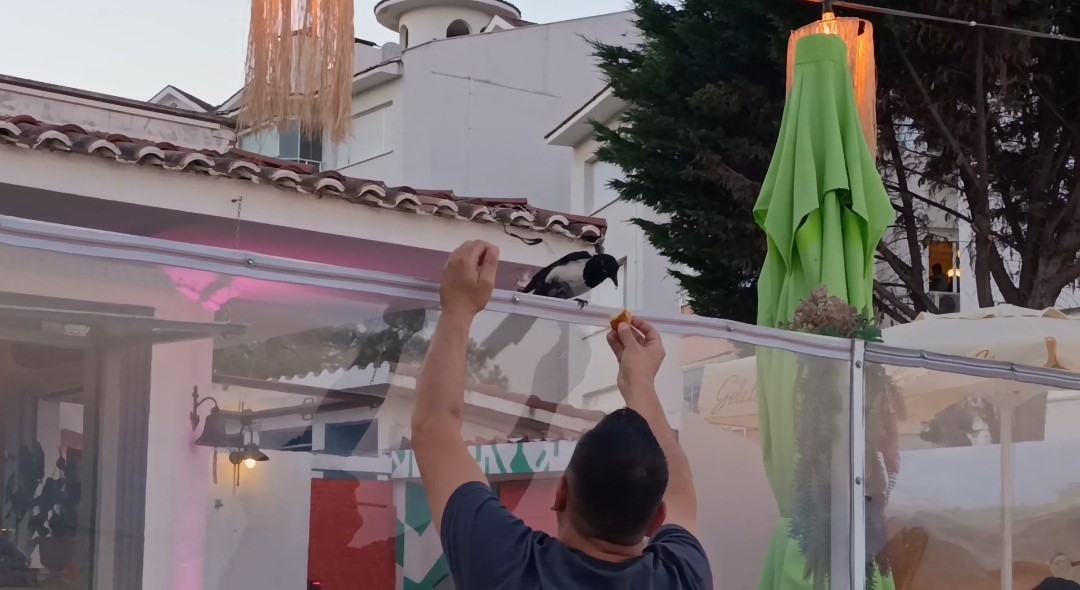 Sevimli saksağan Tekirdağlıların maskotu haline geldi