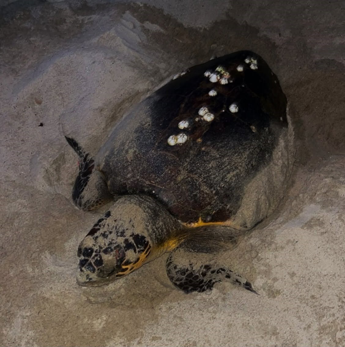 Duyarlı gençlerin ihbarı sayesinde, caretta yuvası koruma altına alındı