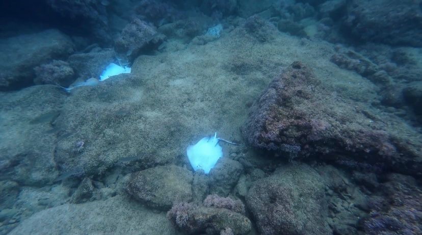 Antalya’da deniz dibinde çok sayıda ölü vatoz görüntülendi