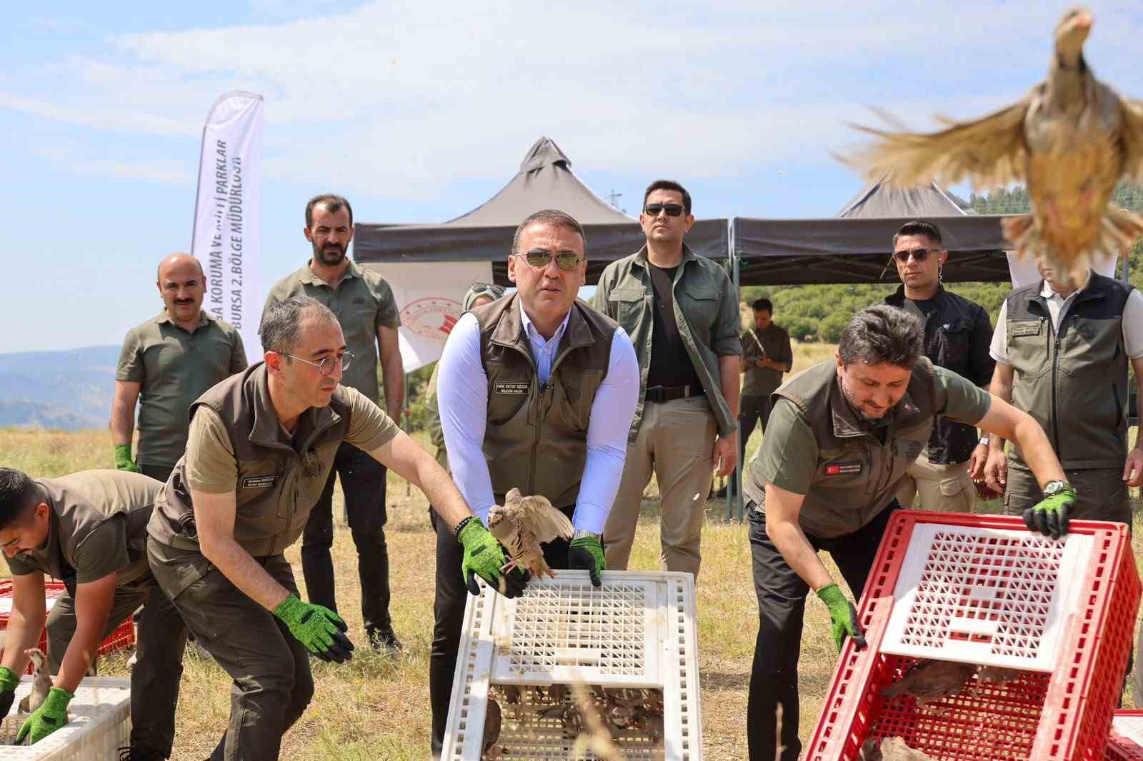 Bilecik’te 300 kınalı keklik doğaya salındı