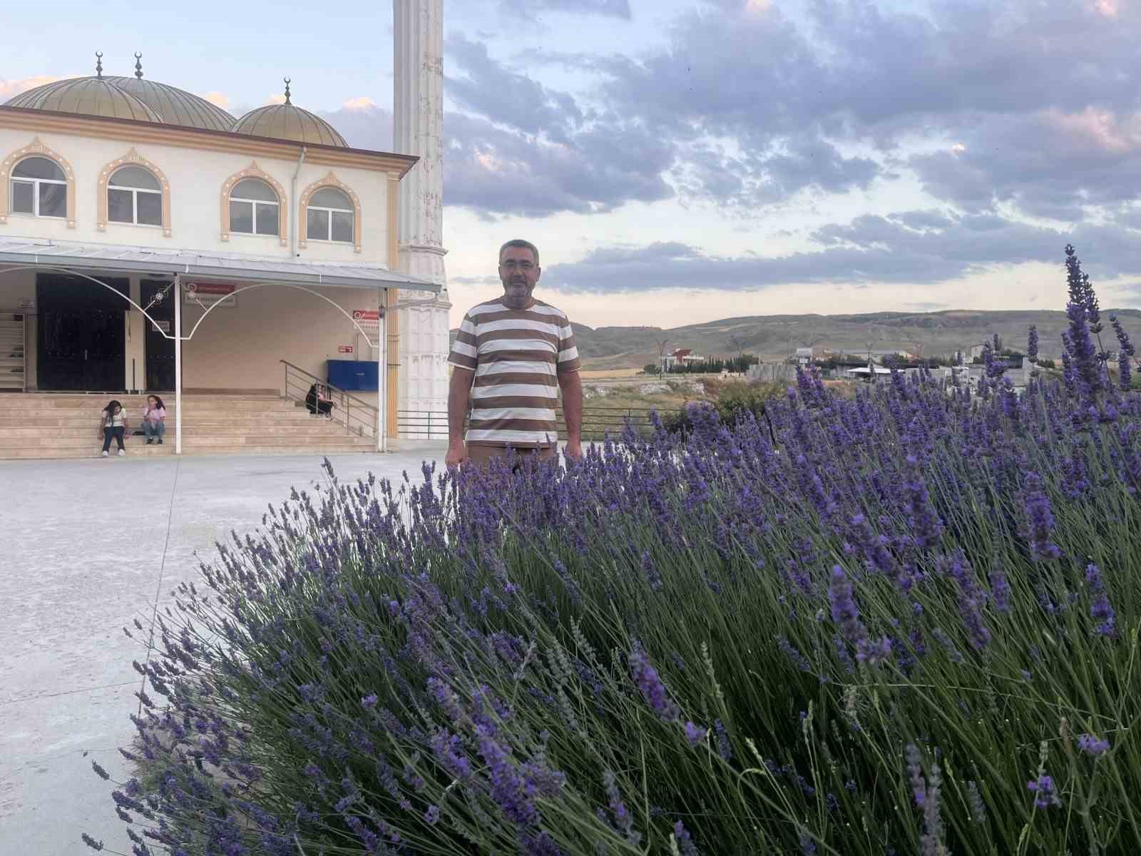 Lavantalar cami bahçesini renklendirdi
