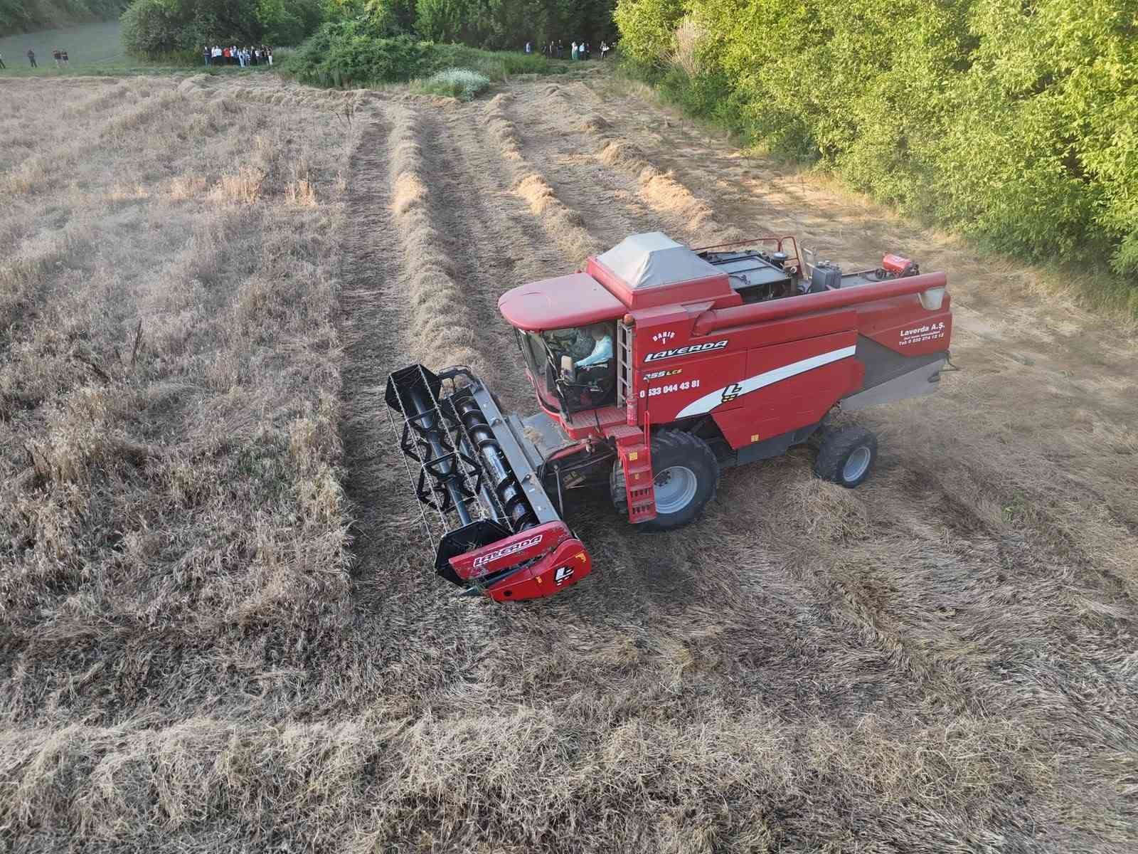 Düzce’de ilk kez yetişen siyez buğdayının hasadı yapıldı
