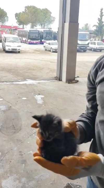 Osmaniye’de otomobilin motoruna sıkışan yavru kedi kurtarıldı