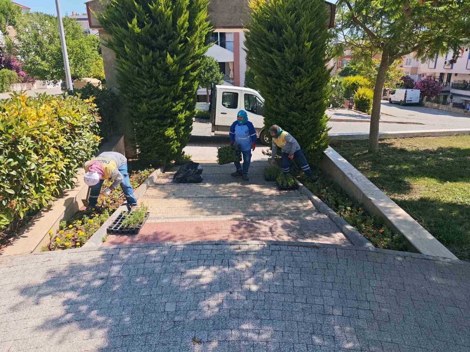 Didim Belediyesi’nin kendi üretimi çiçekler toprakla buluşuyor