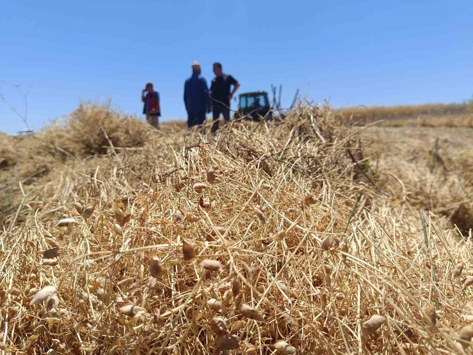 Beyşehir’de kırmızı mercimekte hasat başladı