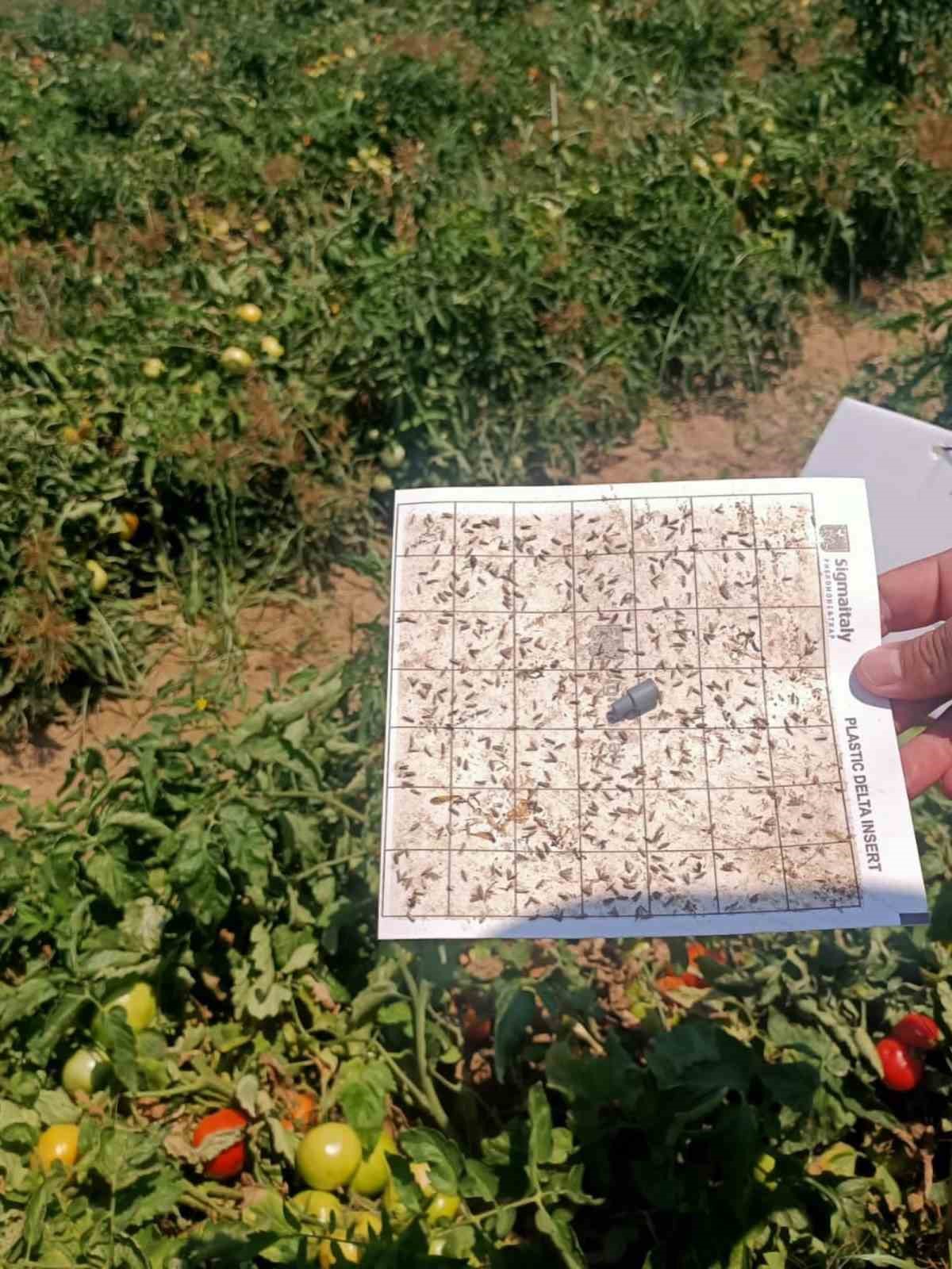Domates, pamuk ve ayçiçeği tarlalarında saha denetimi