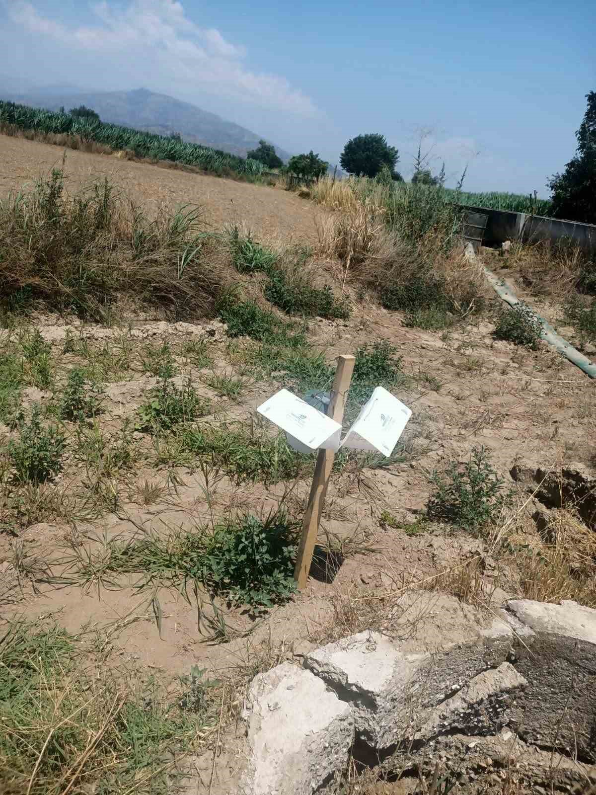 Domates, pamuk ve ayçiçeği tarlalarında saha denetimi