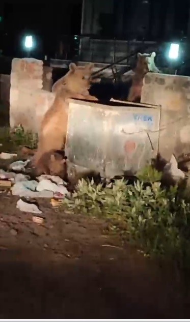 Kars’ta vatandaş ayılara türkü söyledi, o anlar sosyal medyayı salladı