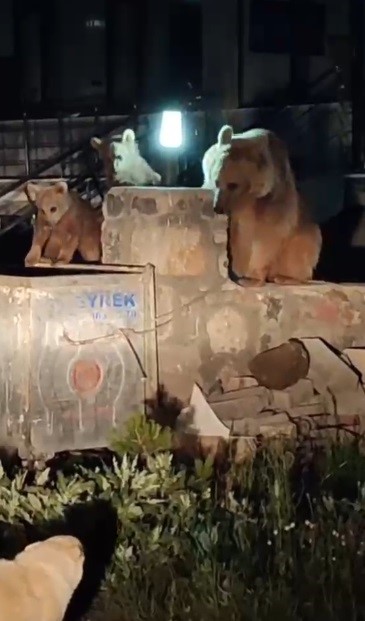 Kars’ta vatandaş ayılara türkü söyledi, o anlar sosyal medyayı salladı