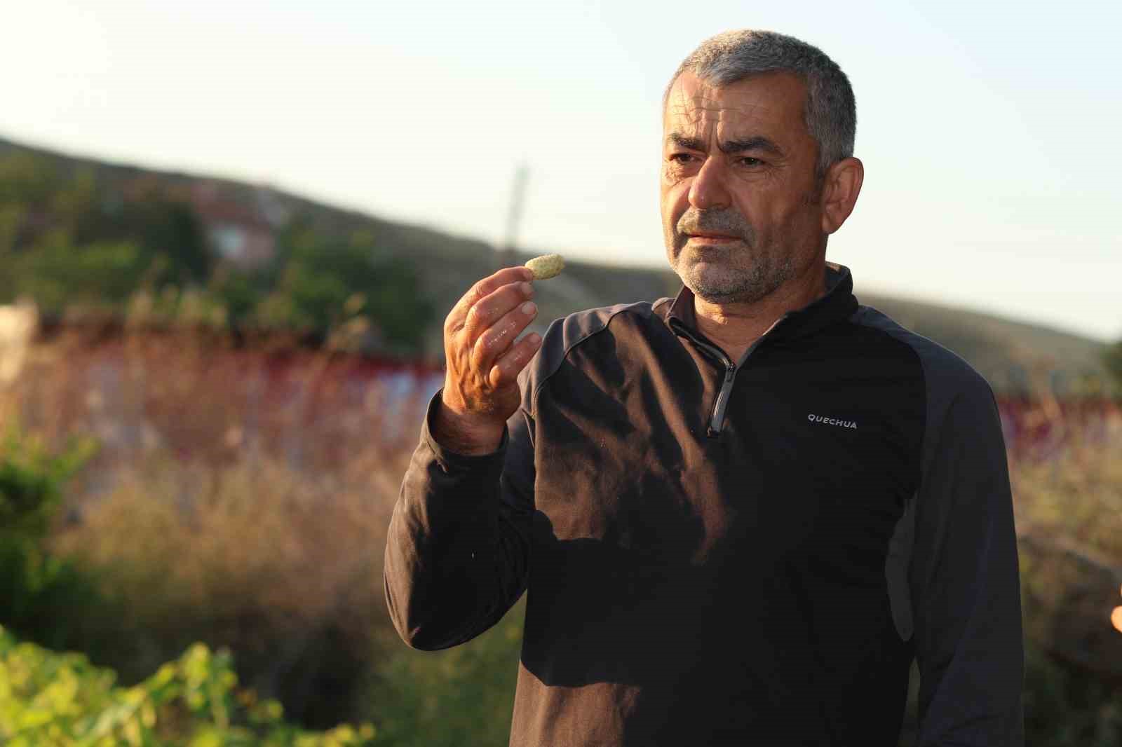 Evliya Çelebi’nin Seyahatnamesi’nde yer alan Ayaş dutunda hasat başladı