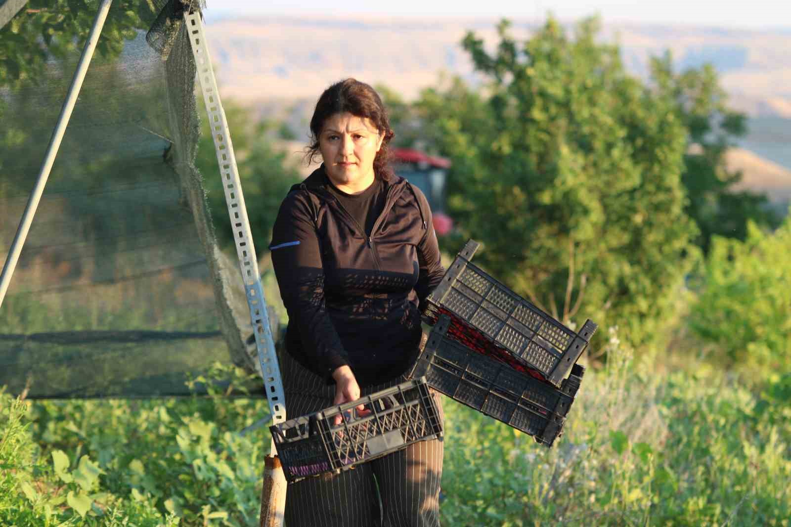 Evliya Çelebi’nin Seyahatnamesi’nde yer alan Ayaş dutunda hasat başladı