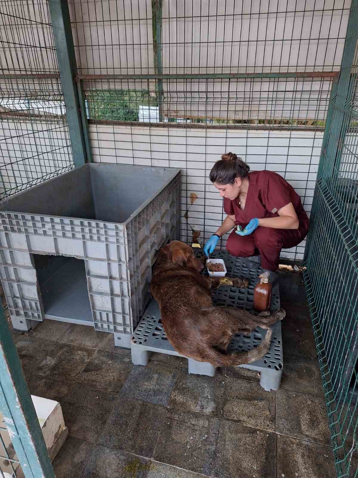 Yalova’da 3 gün su kuyusunda mahsur kalan köpek kurtarıldı