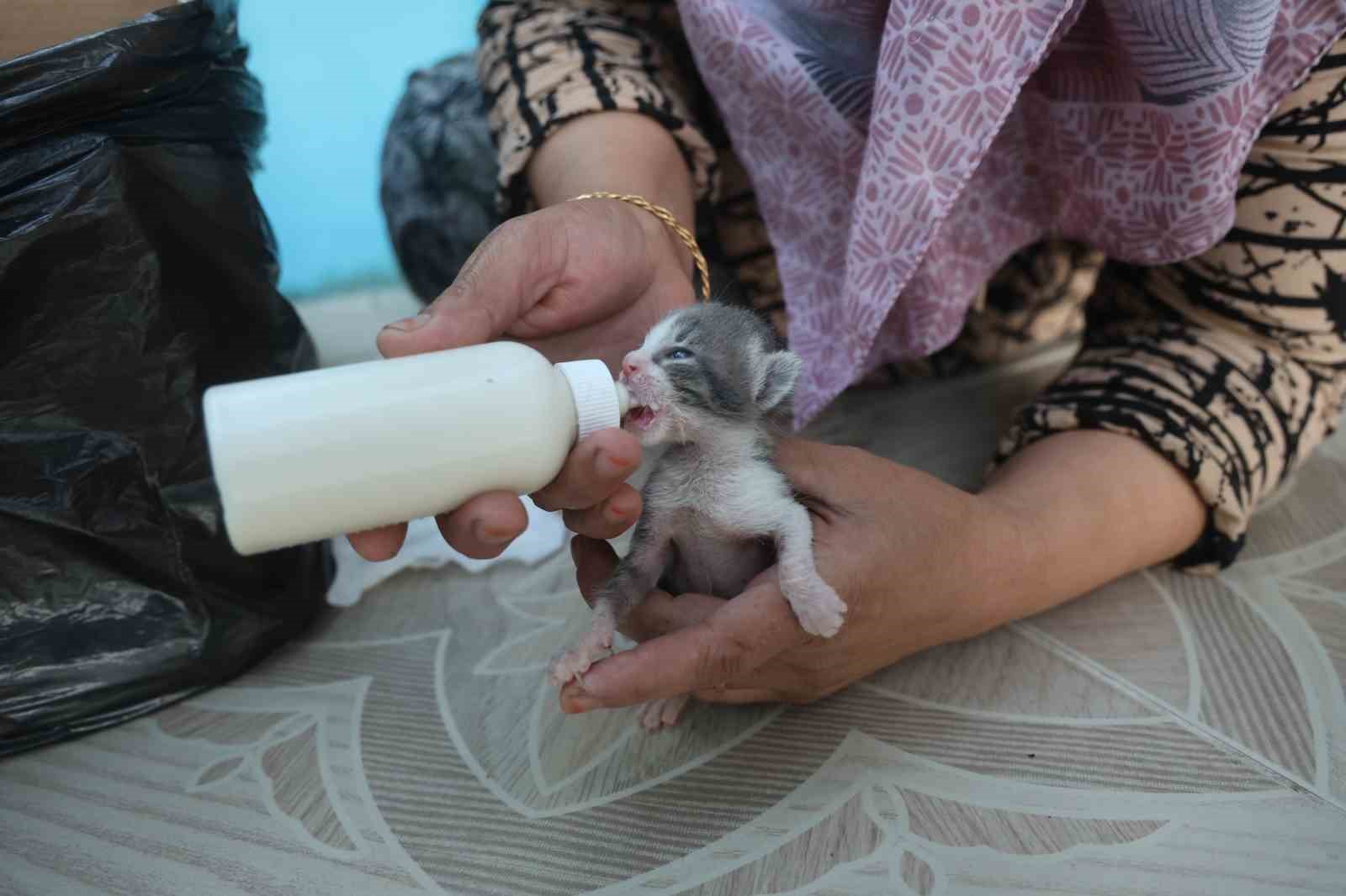Anneleri telef olan yavru kedileri merhametiyle büyüten kadın, hayvanları biberonla besliyor