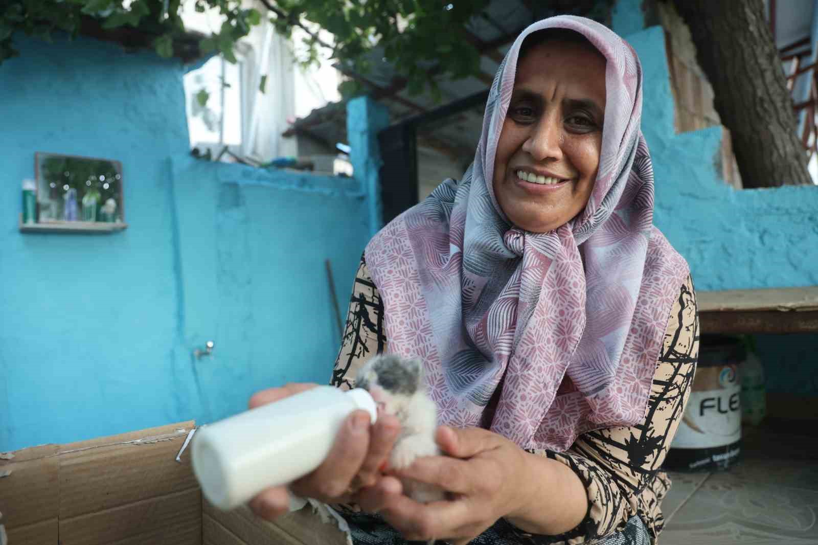 Anneleri telef olan yavru kedileri merhametiyle büyüten kadın, hayvanları biberonla besliyor
