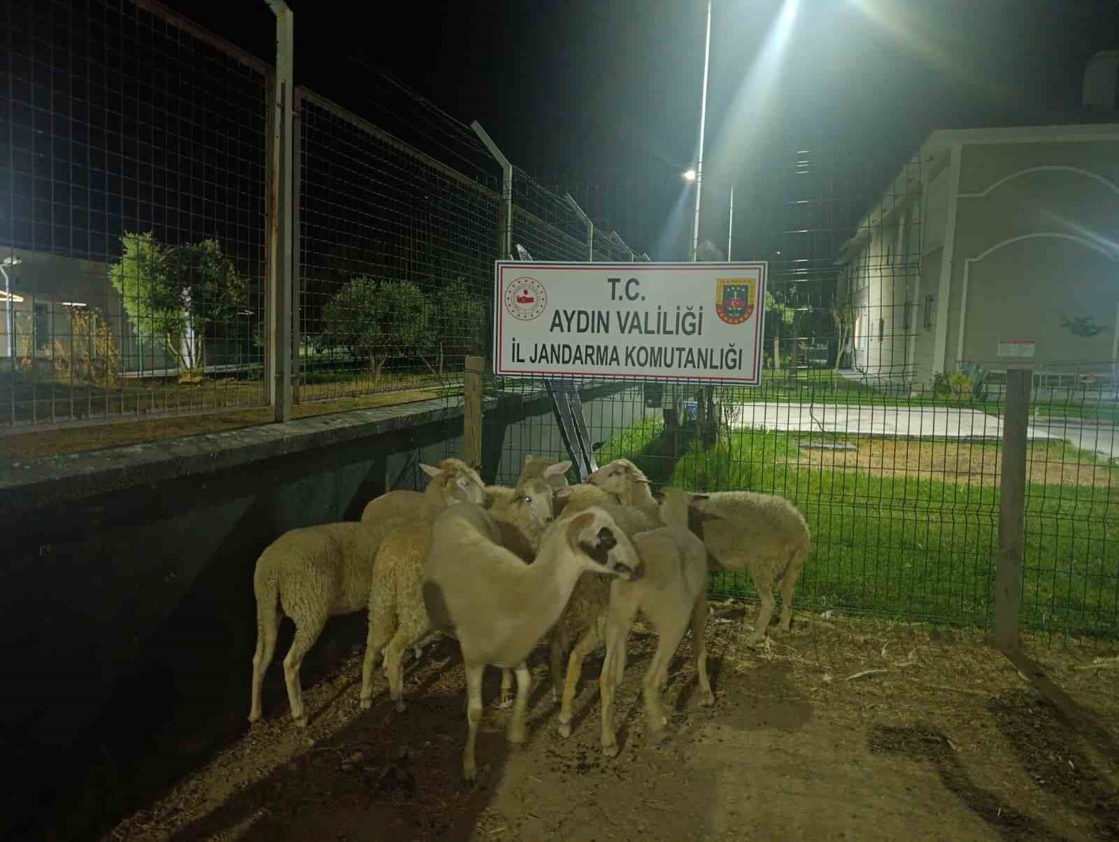 Koçarlı’da 15 koyun evin bahçesinden çalındı