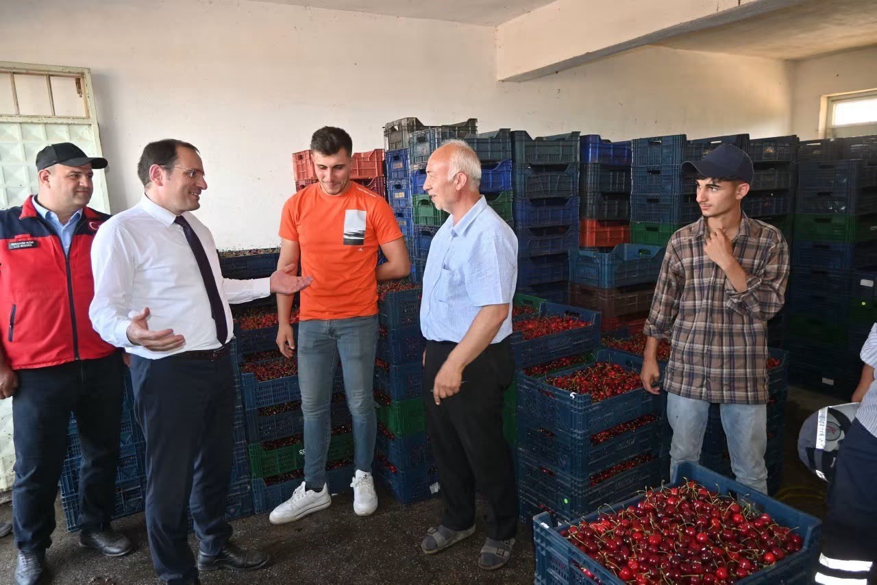 Çay’da kiraz hasadı başladı