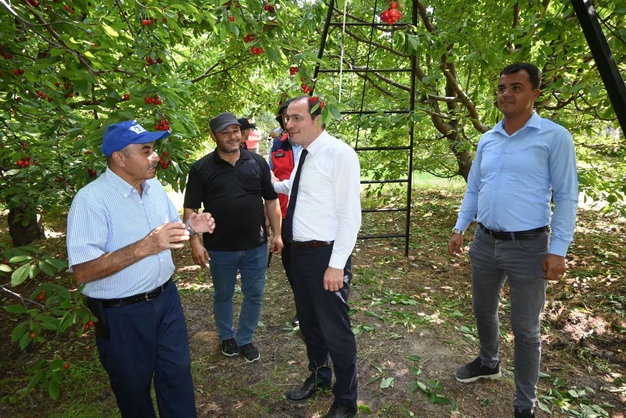 Çay’da kiraz hasadı başladı