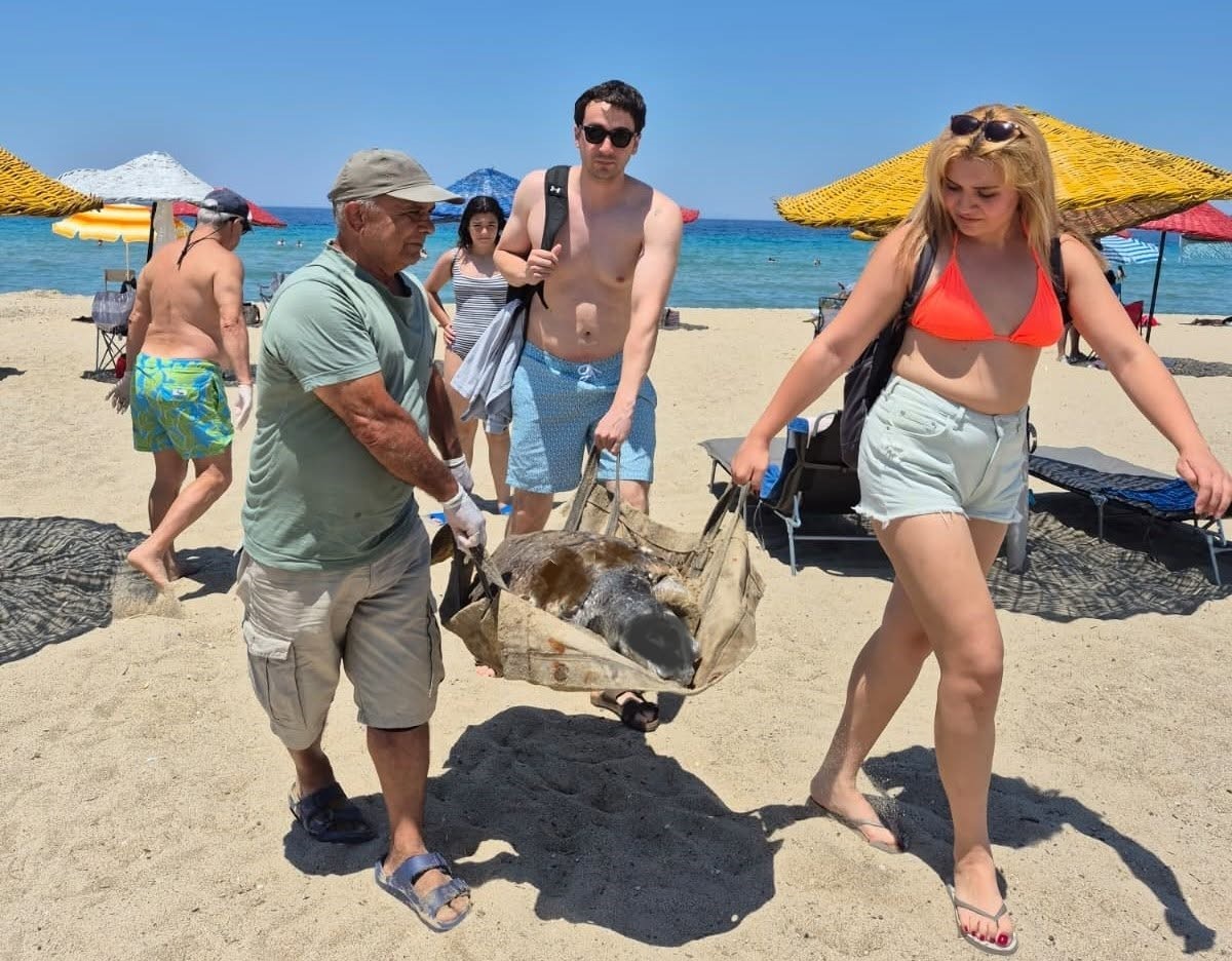 Üremek için geldikleri kıyılarda 3 caretta caretta ölü bulundu