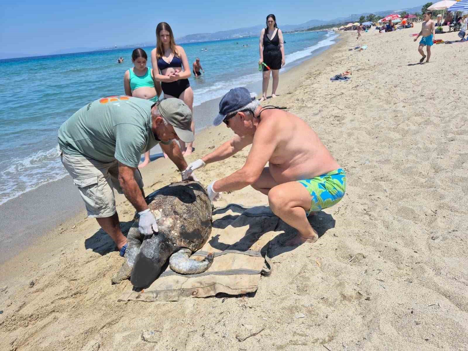 Üremek için geldikleri kıyılarda 3 caretta caretta ölü bulundu