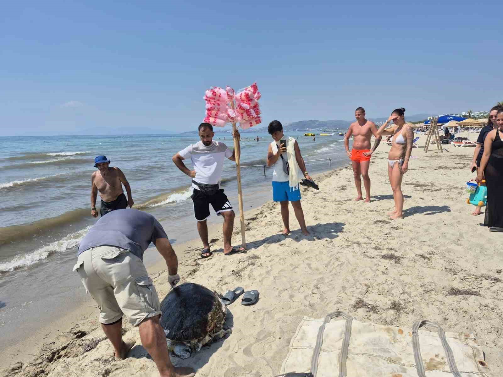 Üremek için geldikleri kıyılarda 3 caretta caretta ölü bulundu
