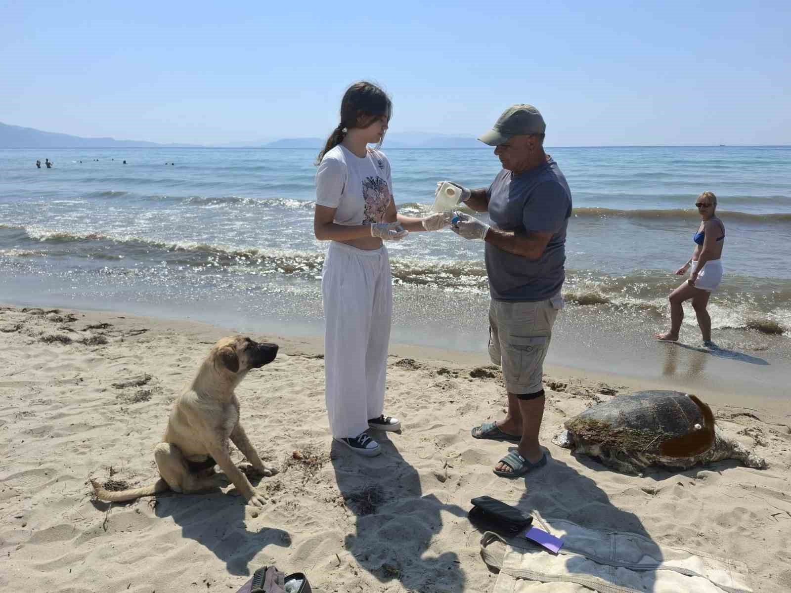 Üremek için geldikleri kıyılarda 3 caretta caretta ölü bulundu