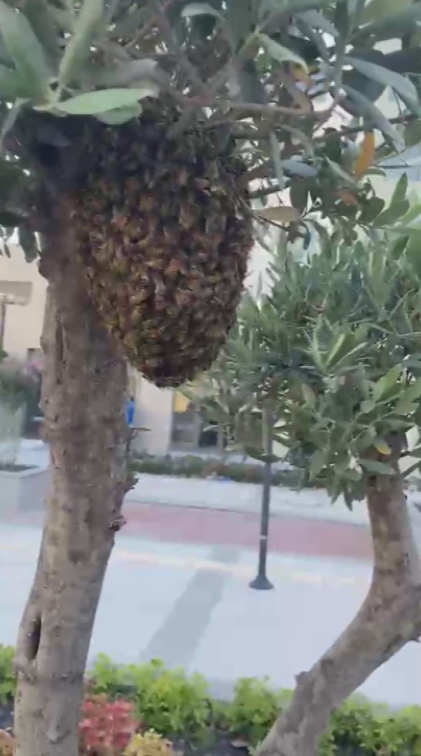 Sokağı istila eden arılara denk gelen arıcı, oğulu korkmadan çıplak elle topladı