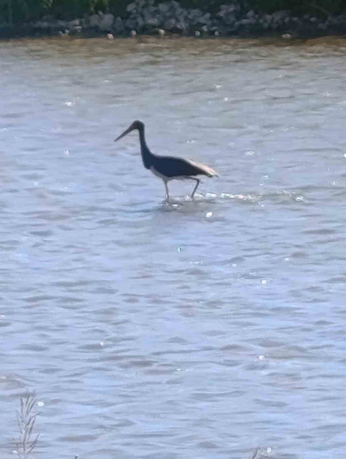 Çoruh Nehri’nde balık avlayan kara leylek kamerada