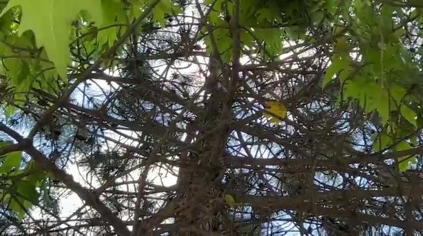 Saatlerce ağaçta bekledi, duyarlı vatandaşın çağrısıyla kurtarıldı