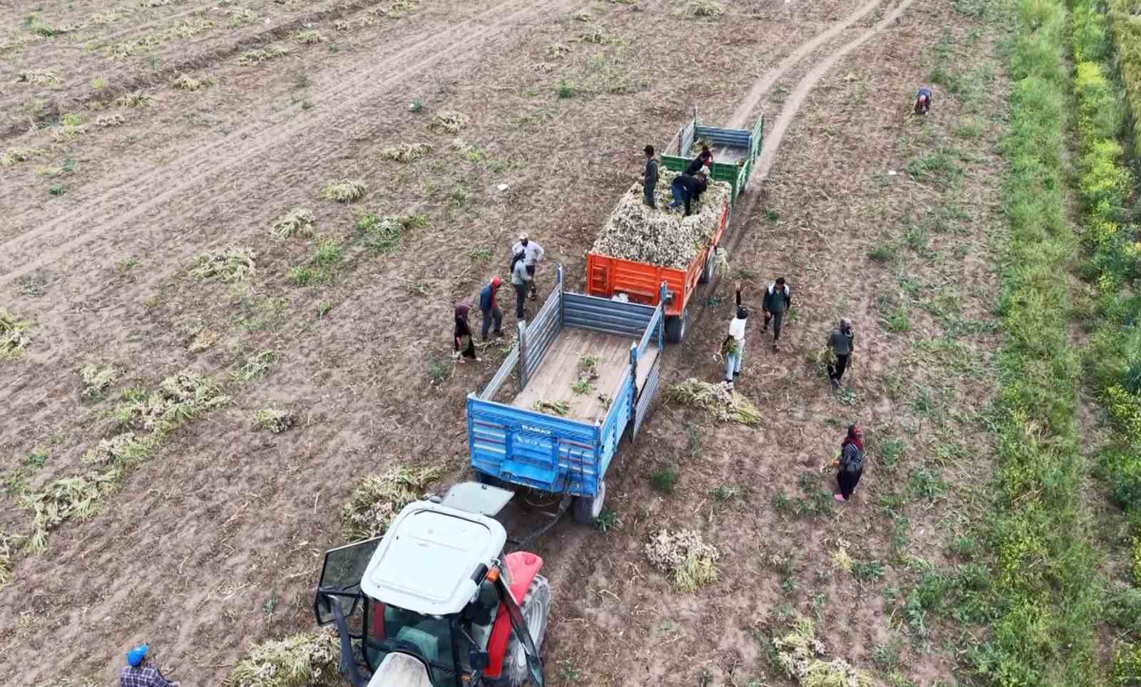 Sevdiğiyle evlenmek için tarlada başlık parasına çalışıyor