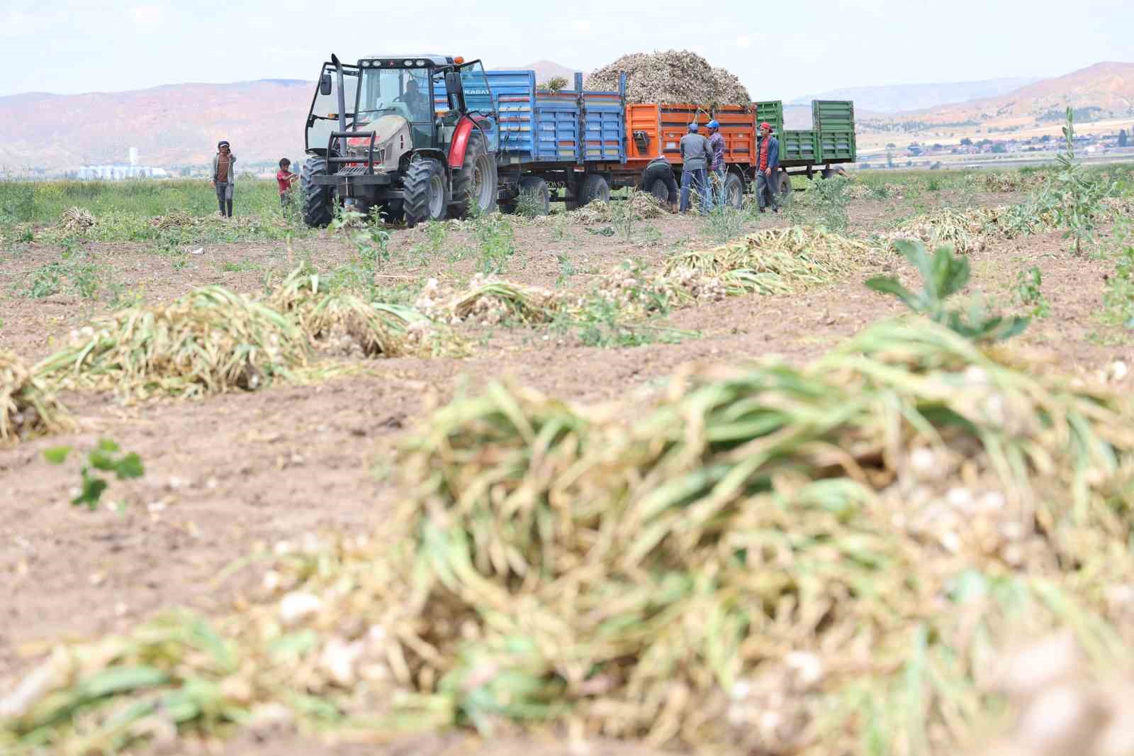 Sevdiğiyle evlenmek için tarlada başlık parasına çalışıyor