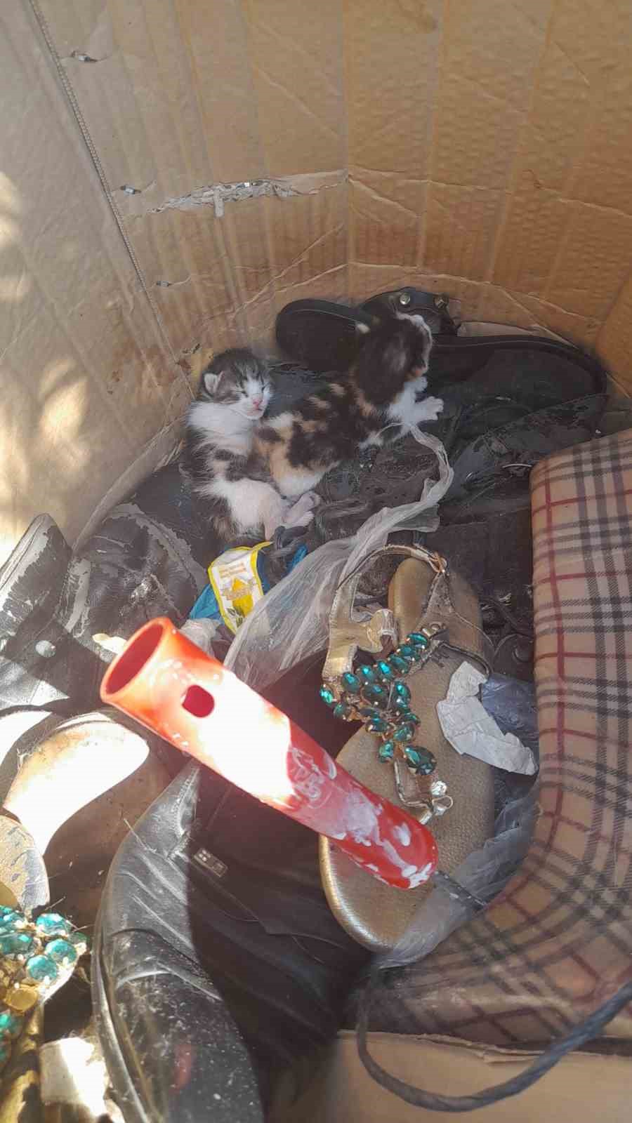 Belediye ekibinin dikkati yavru kedileri hayata bağladı