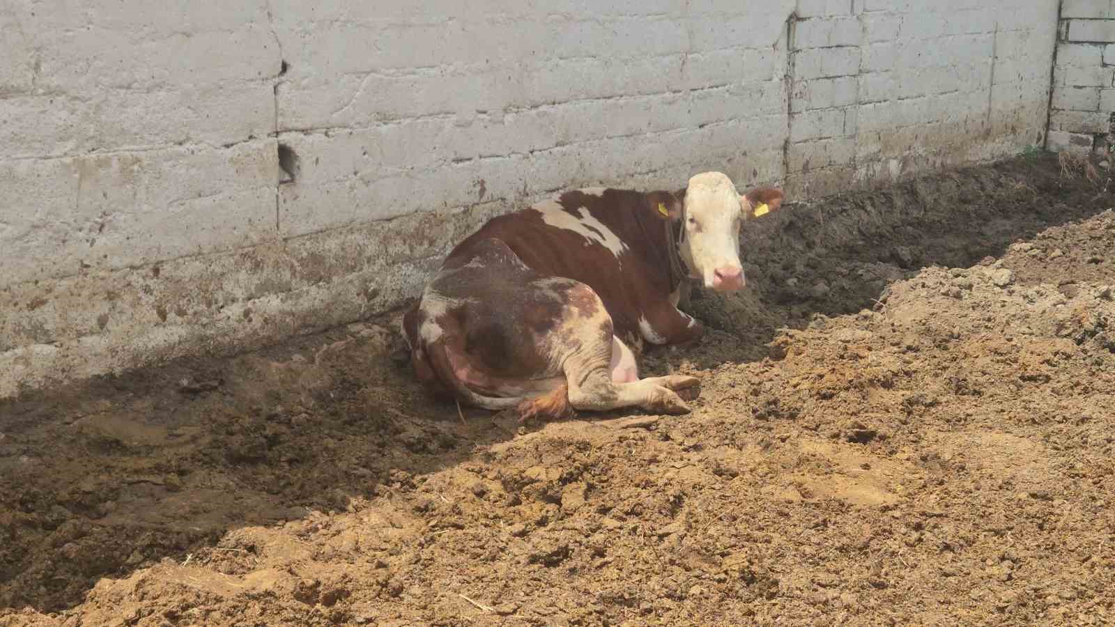 Kırklareli’nde şaşırtan doğum: Bir inek üçüz doğurdu