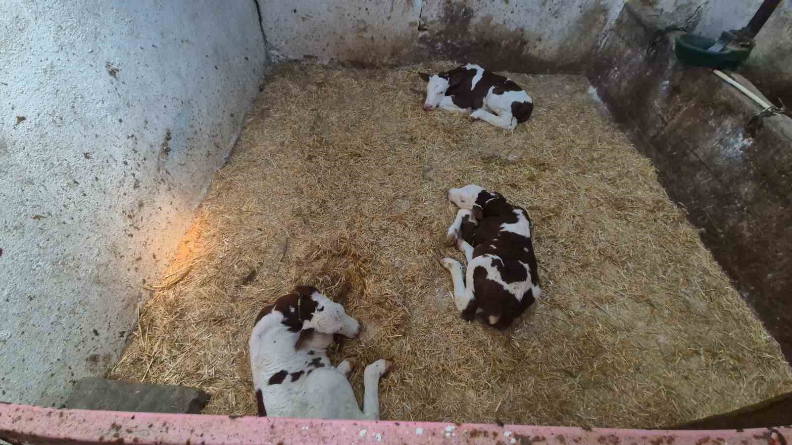 Kırklareli’nde şaşırtan doğum: Bir inek üçüz doğurdu